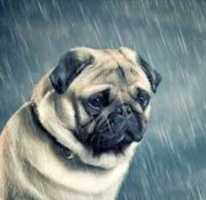 Meet your Posher, Leandro